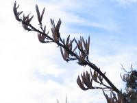 Albums/20060200-New Zealand 2006/20060314-Dunedin/37